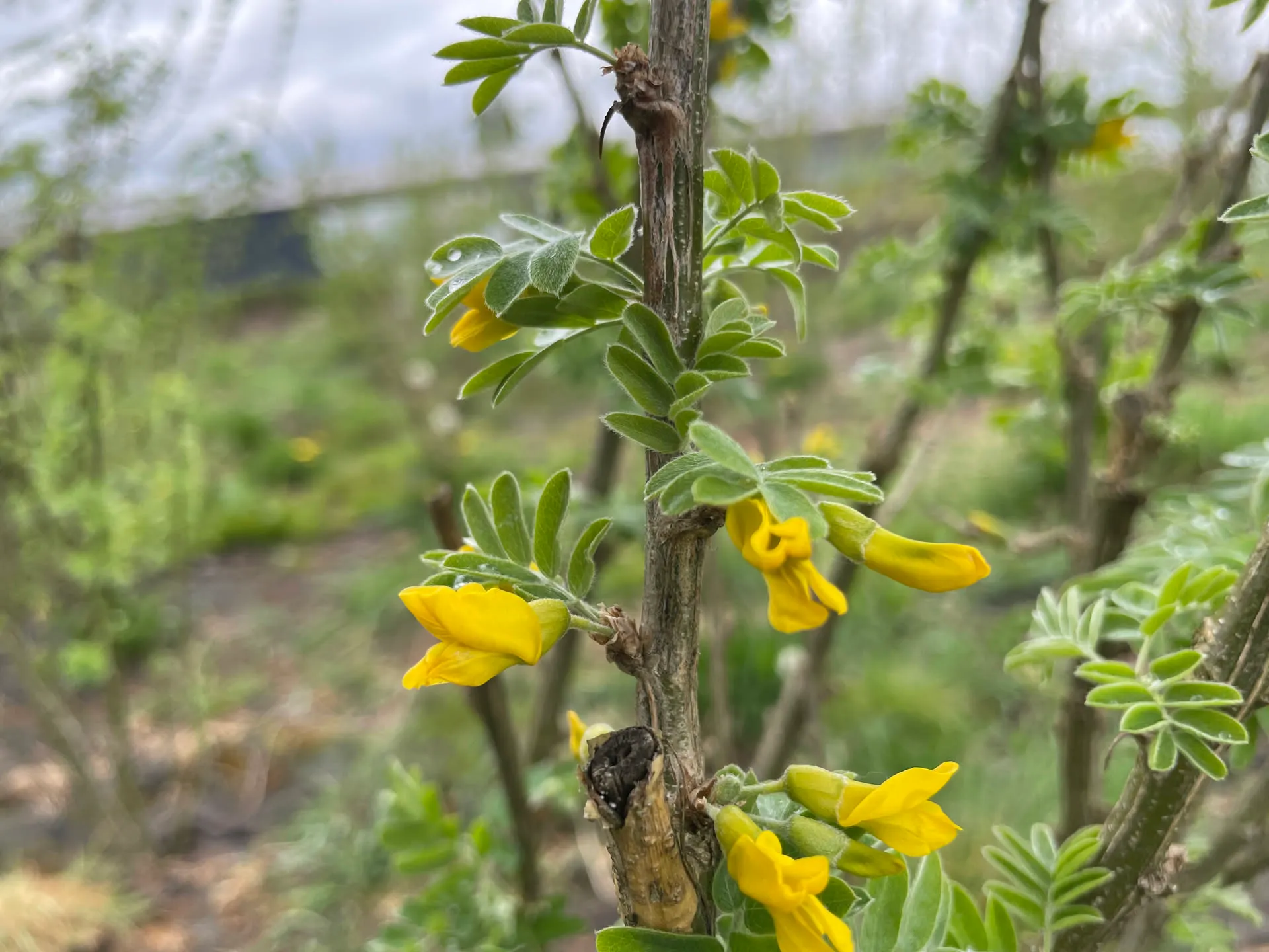 Photo des Jardins d’ici