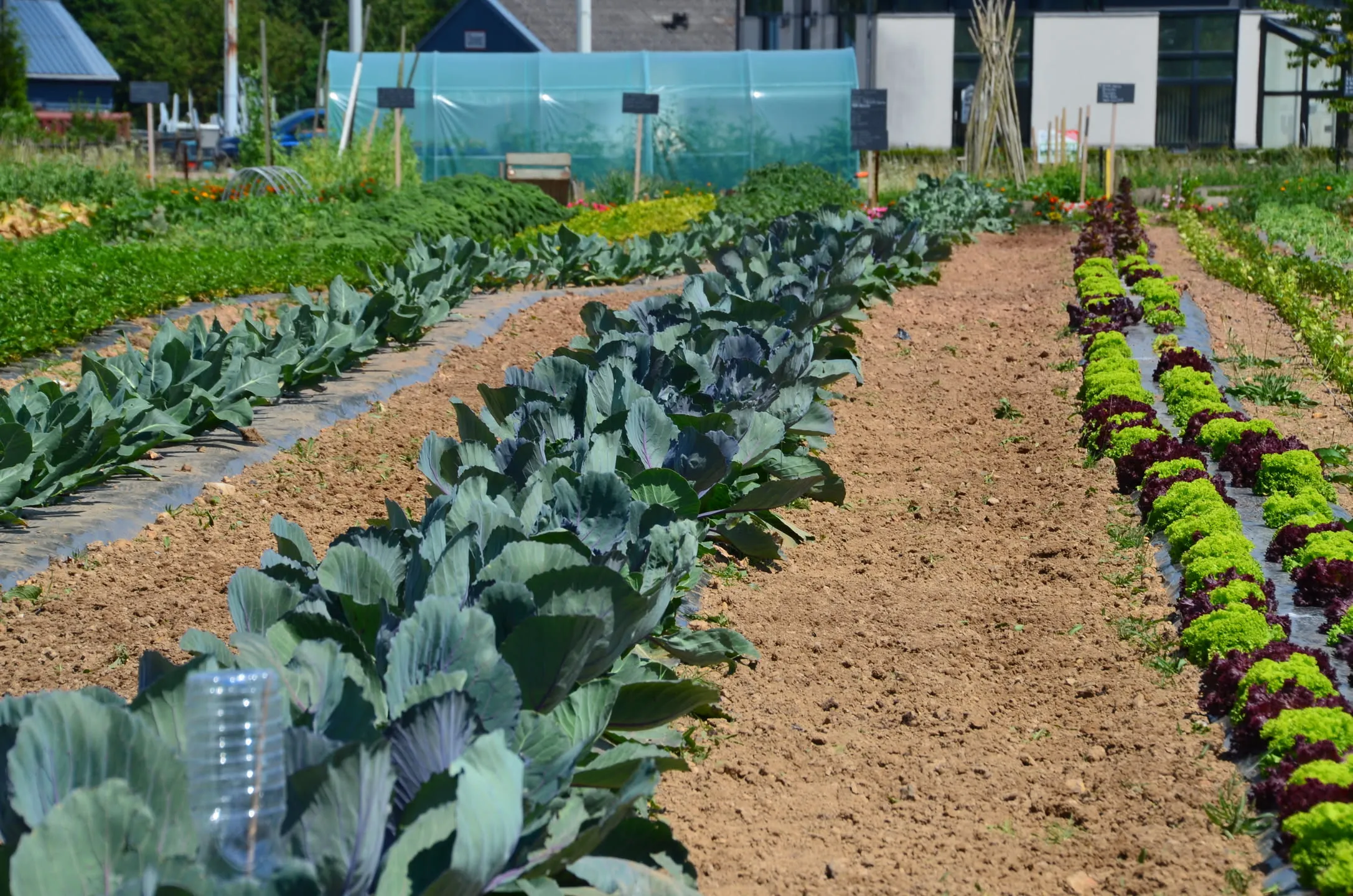 Les planches maraîchères en 2014