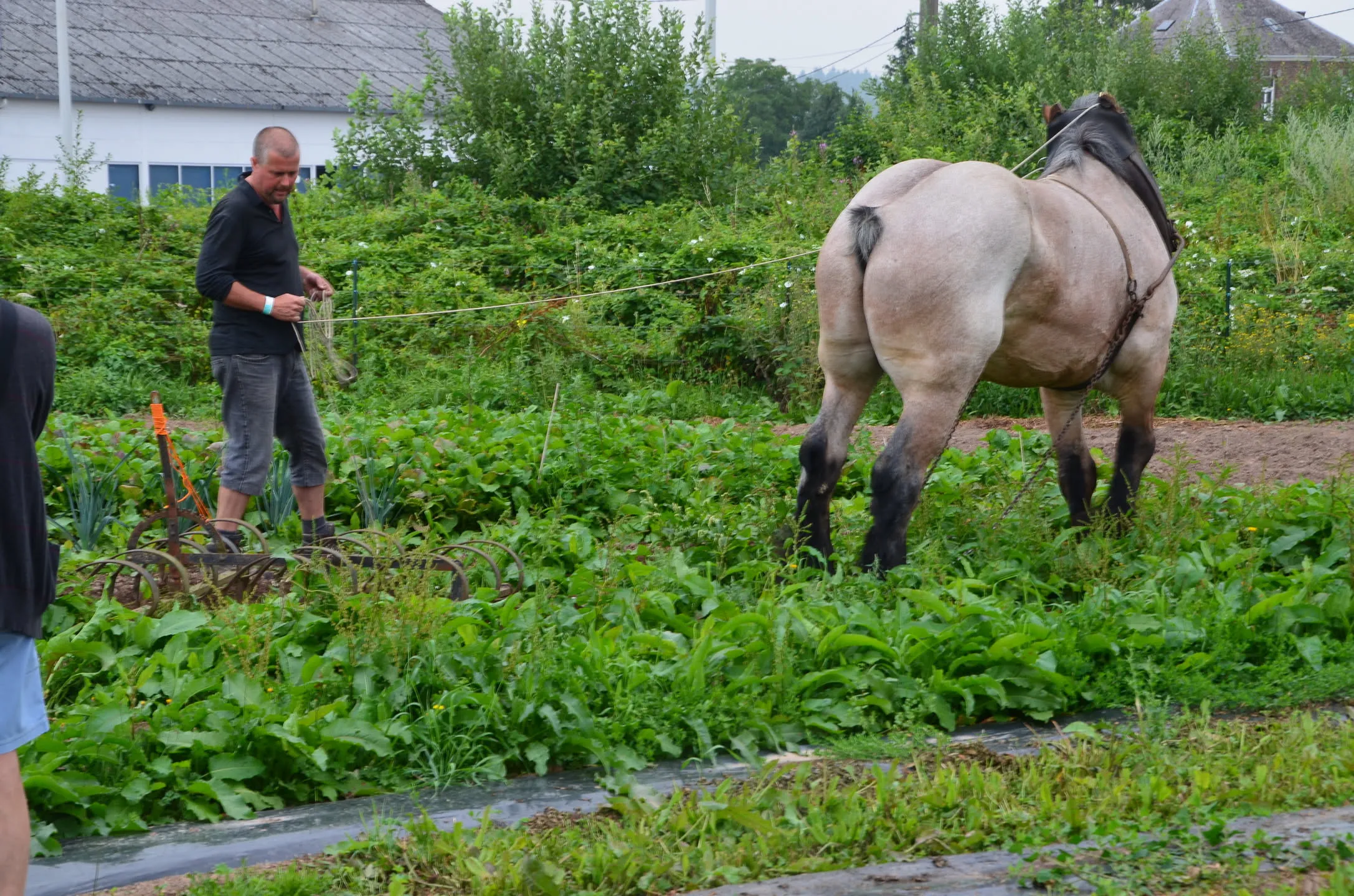 Été 2014 : traction animale dans le potager